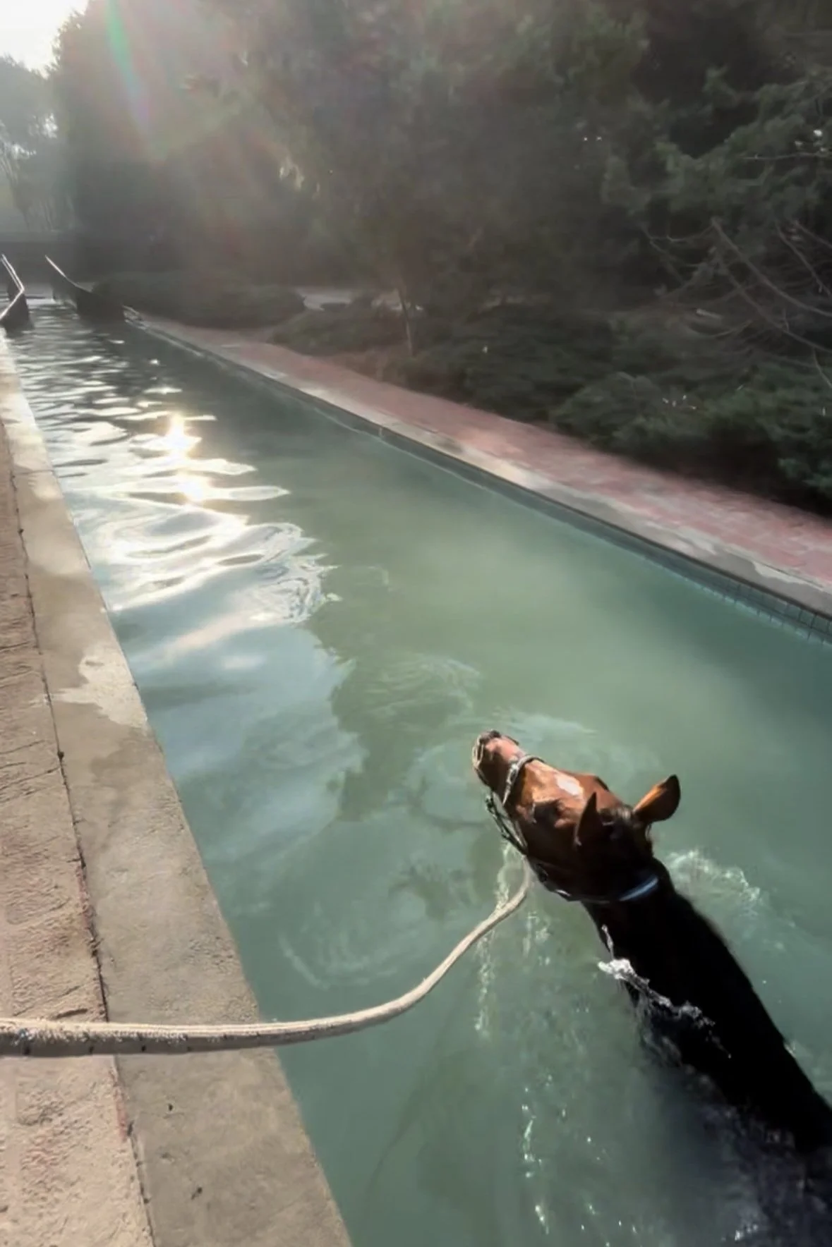 60m equine training pool