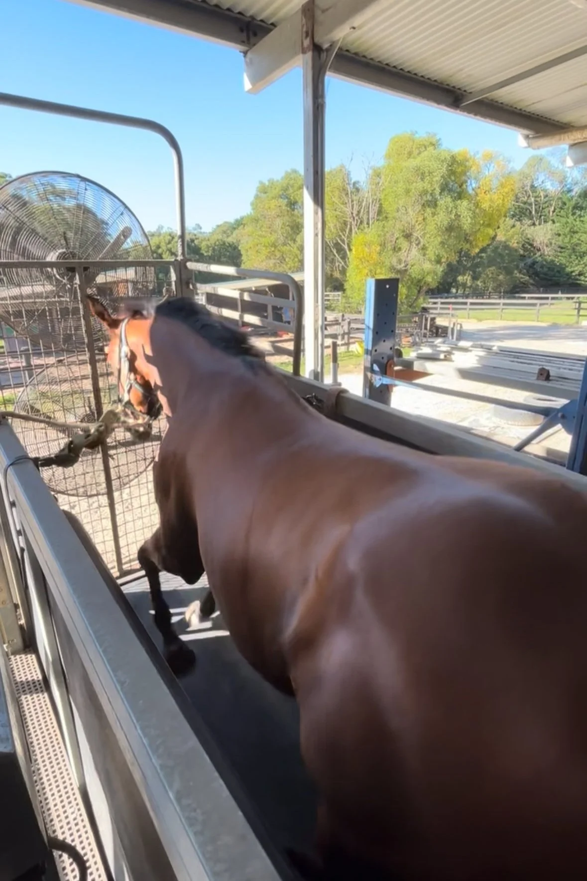 equine treadmill