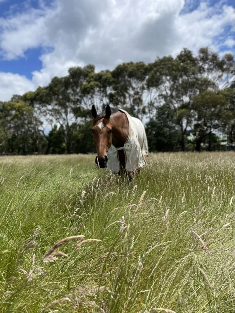 Safe spelling and agistment paddocks
