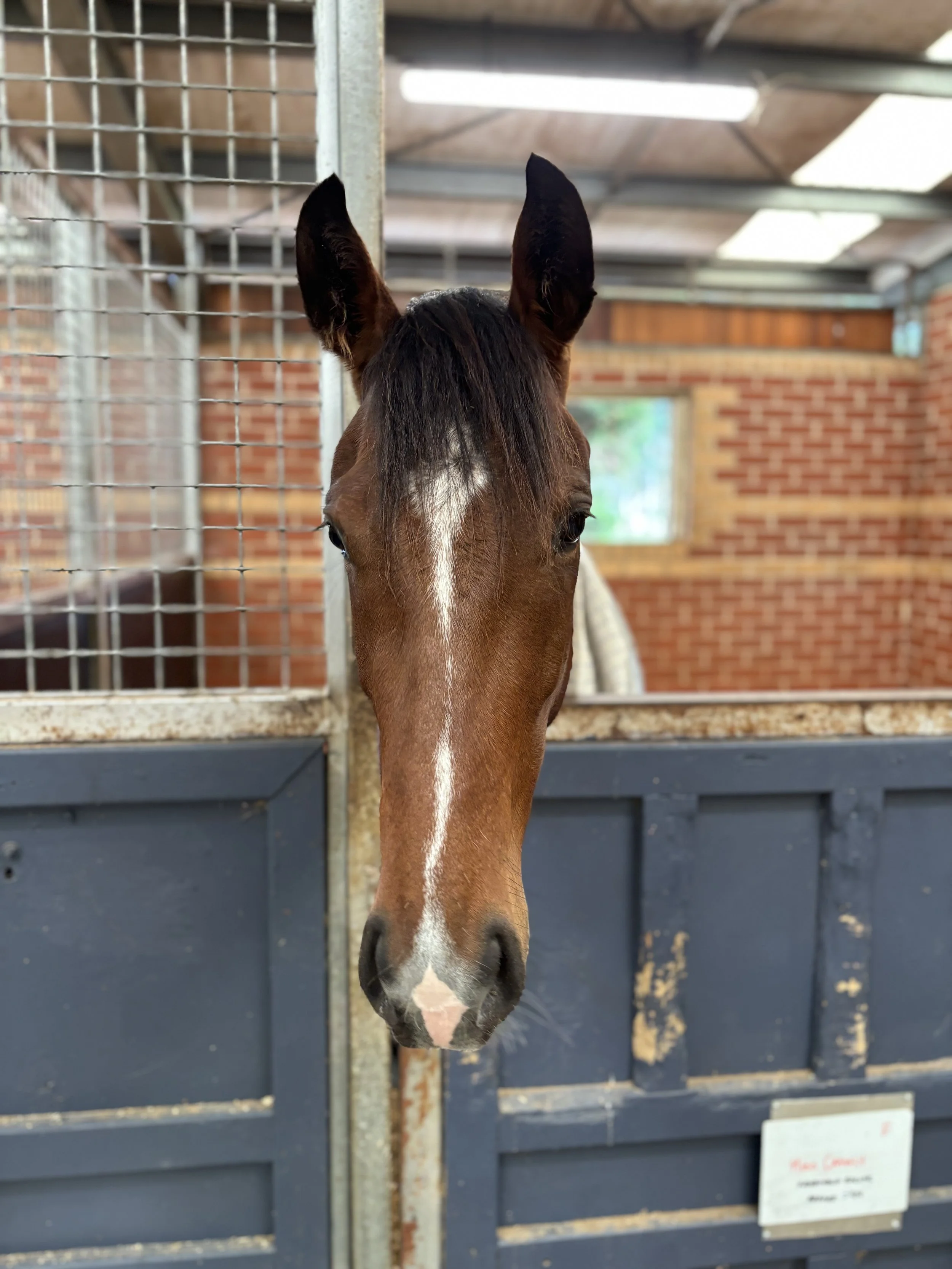 A horse with a brown coat and a white stripe on its face peeking over a stall door in a barn.
