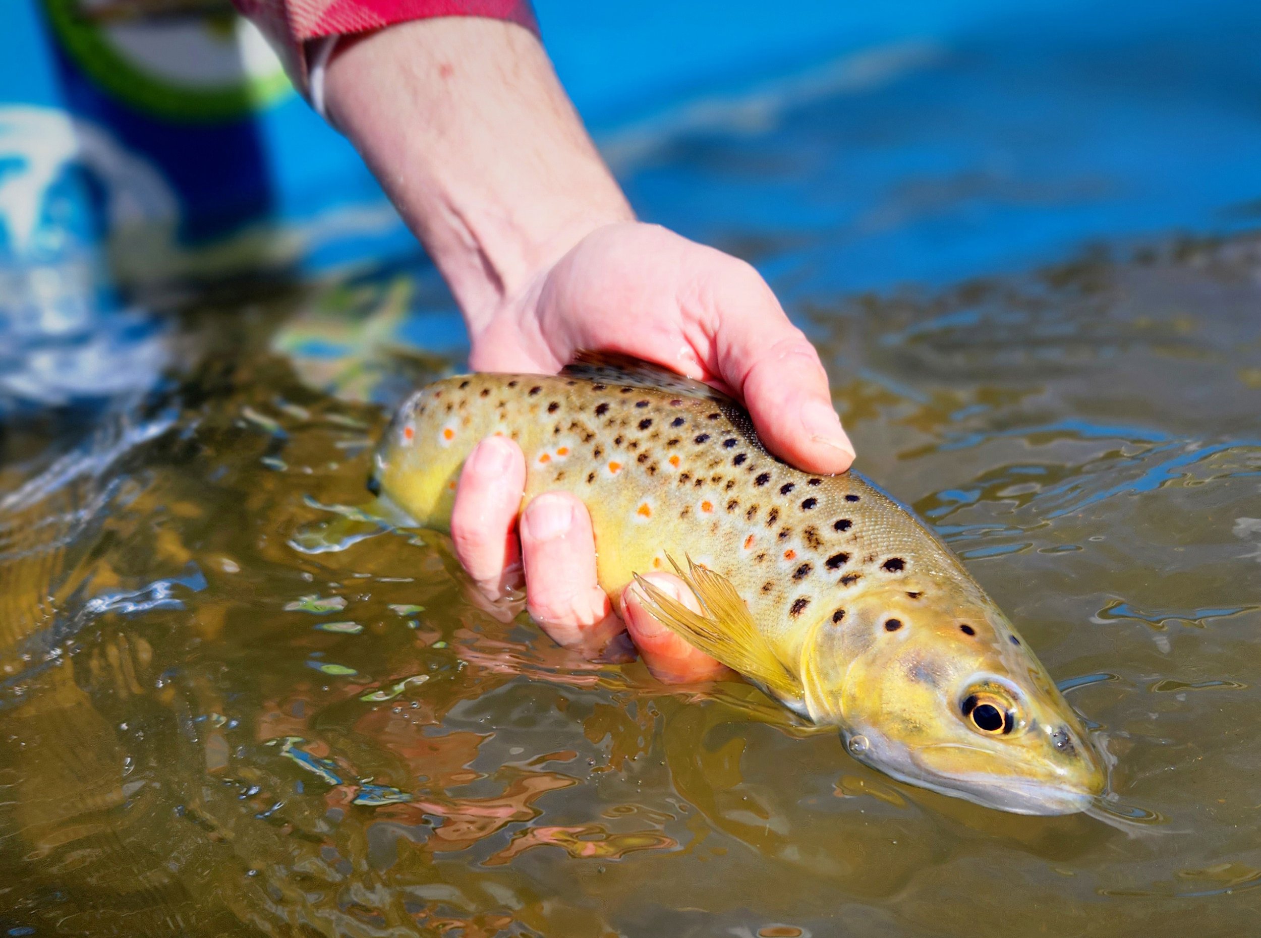 Galey MsGuided Fly Fishing