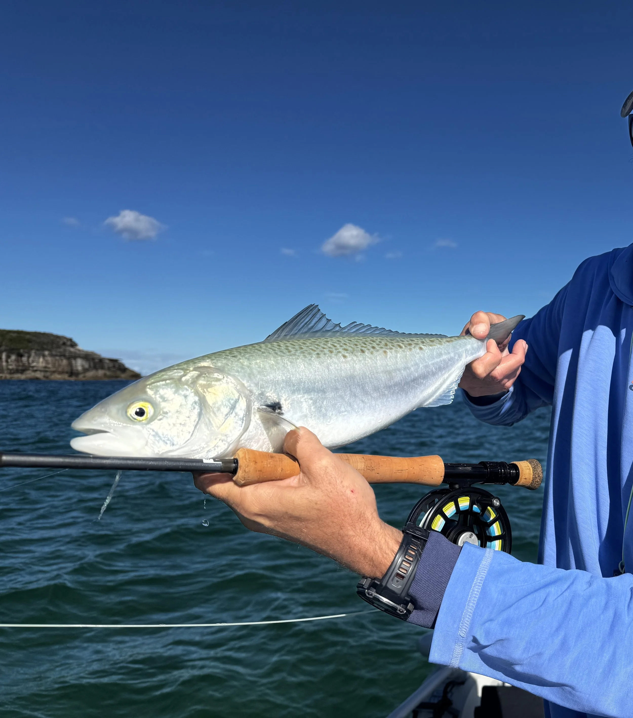 Catching Aussie Salmon on Fly 