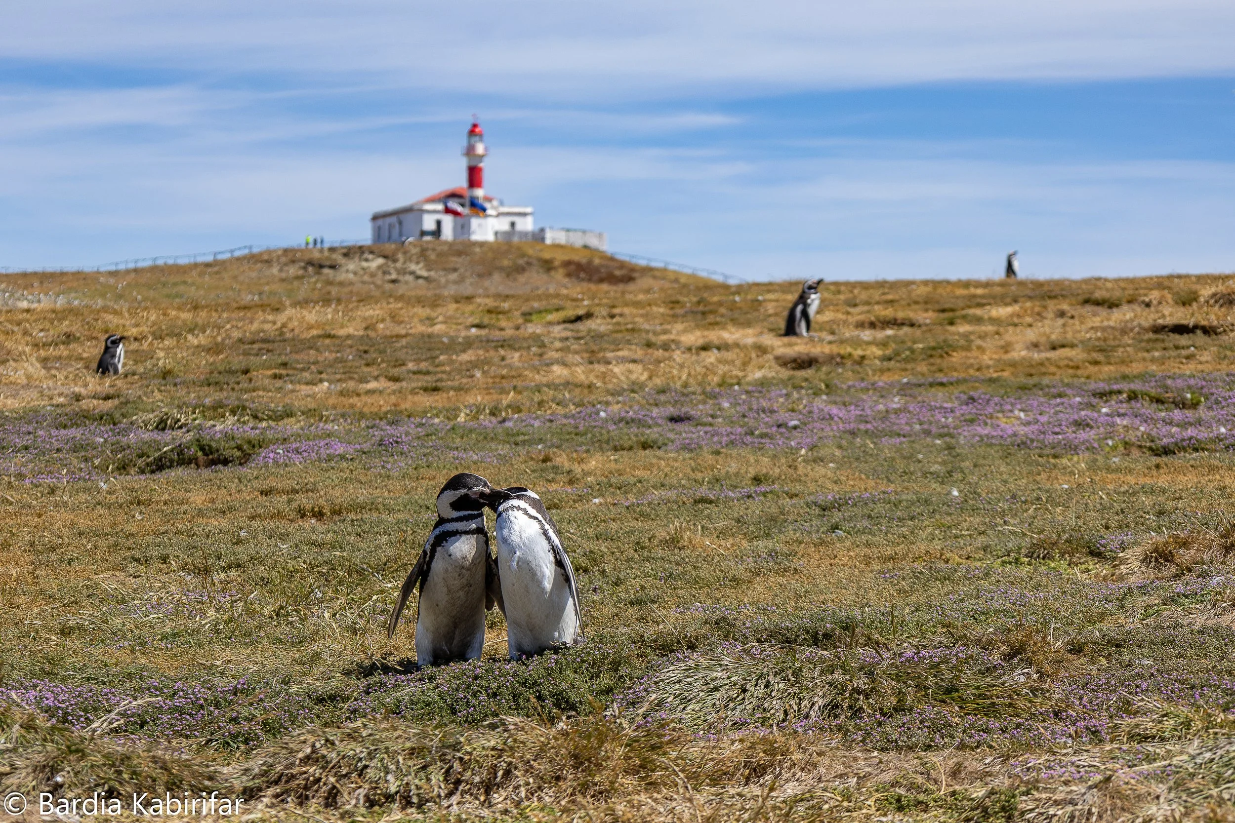 December 29th, 2024 Punta Arenas, Chile