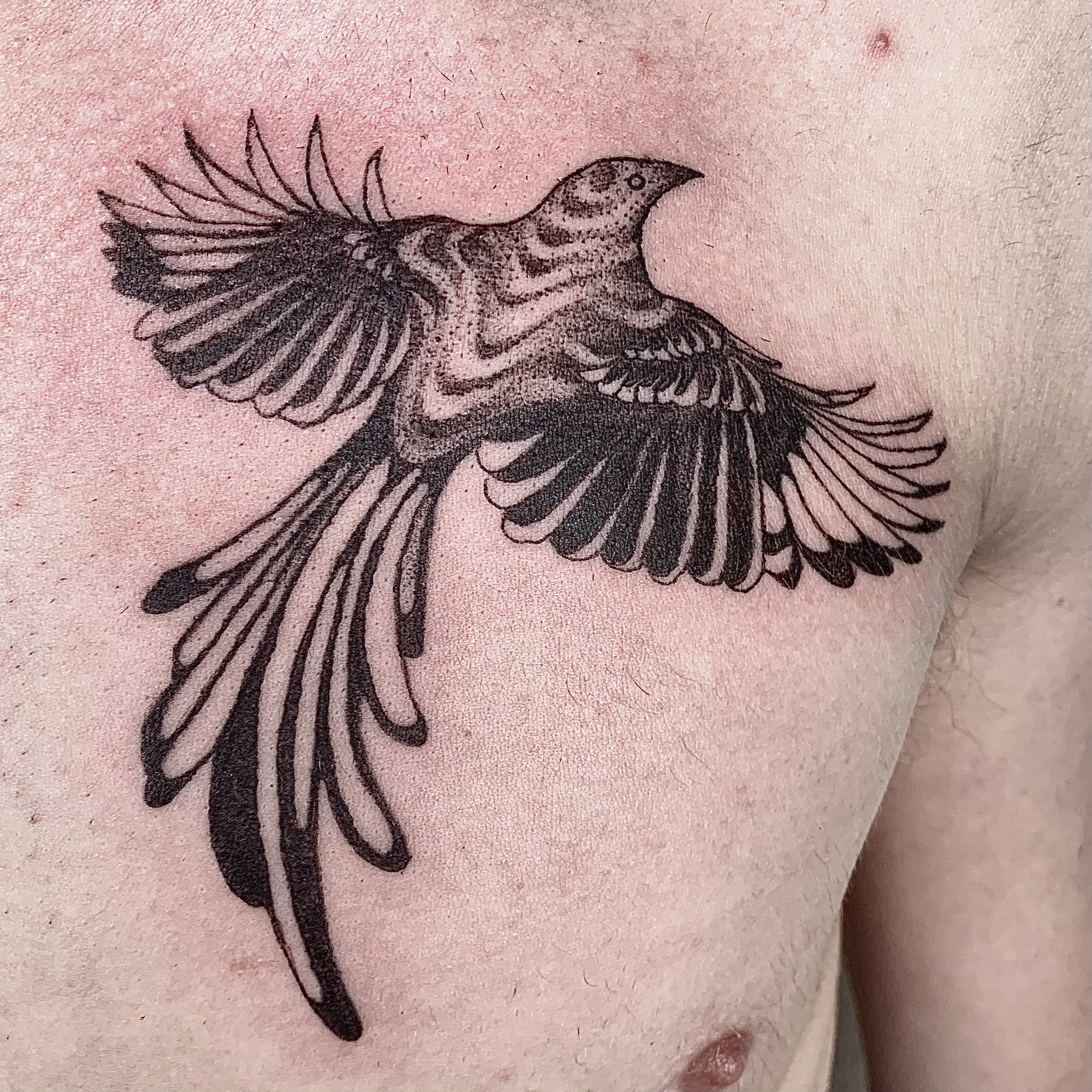 magpie.png