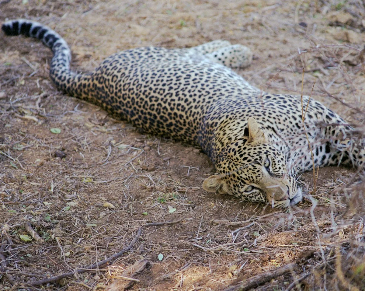 leopard-1.jpg