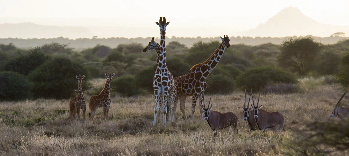 Karisia_Wildlife-76.jpg