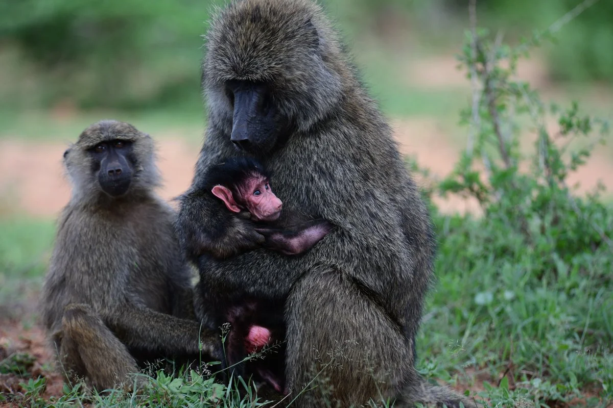 guide exchangebaboons-3.jpg