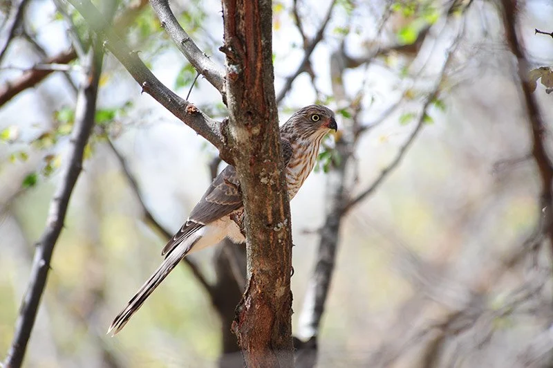 gabargoshawks.jpg