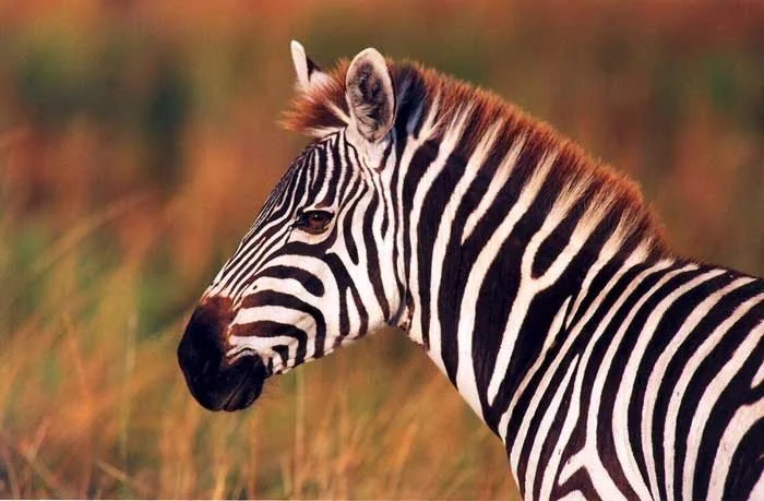 Zebra (1).jpg
