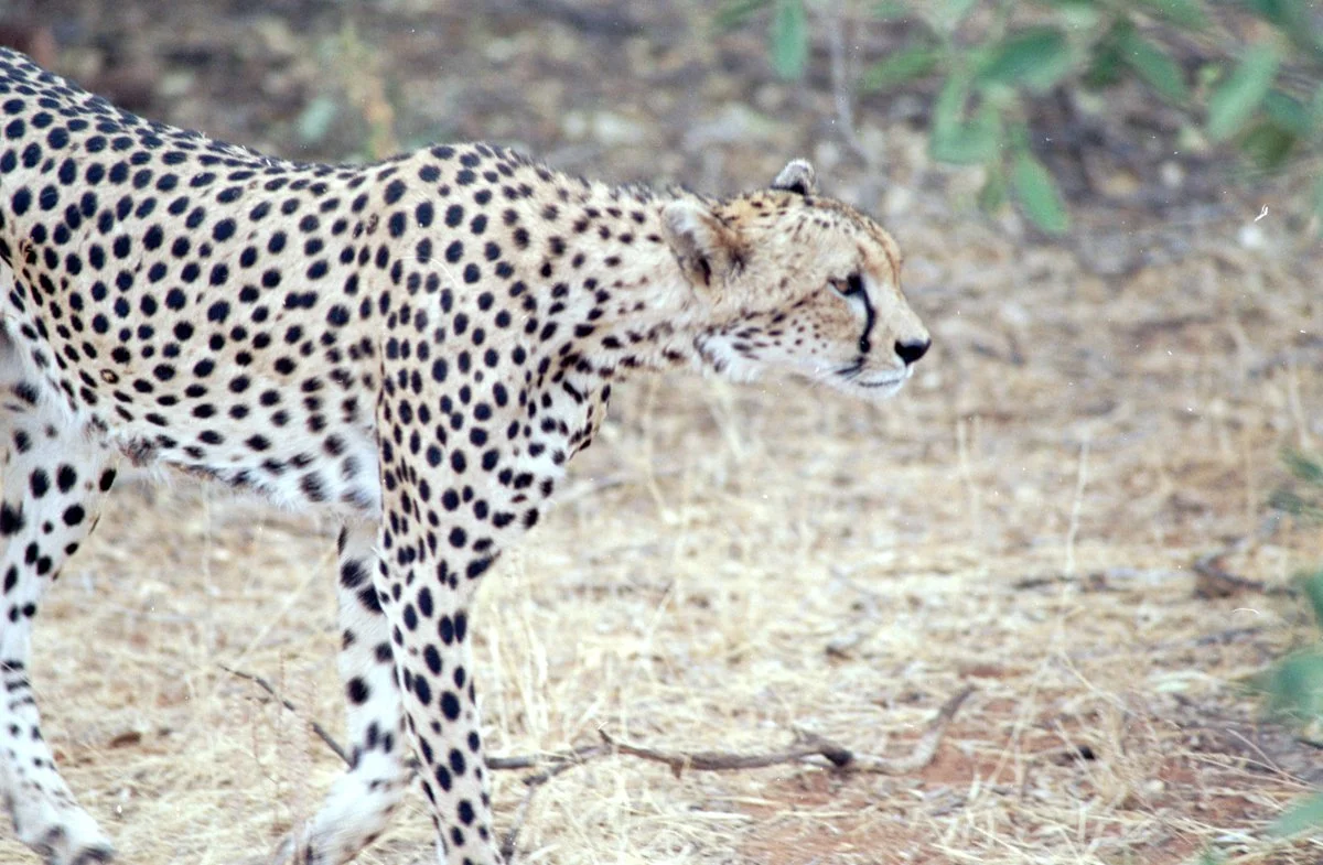 nyarara-4.jpg