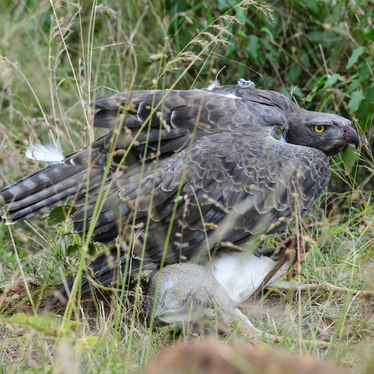 martialeagle-202.jpg