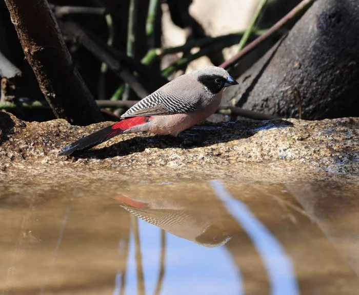 blackcheekedwaxbill.jpg