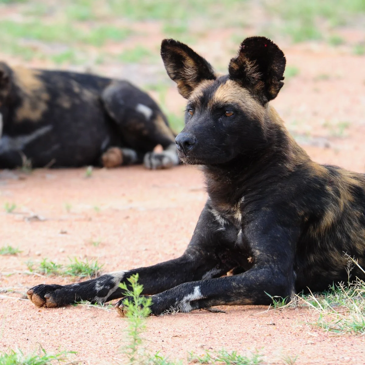 wilddog-3.jpg
