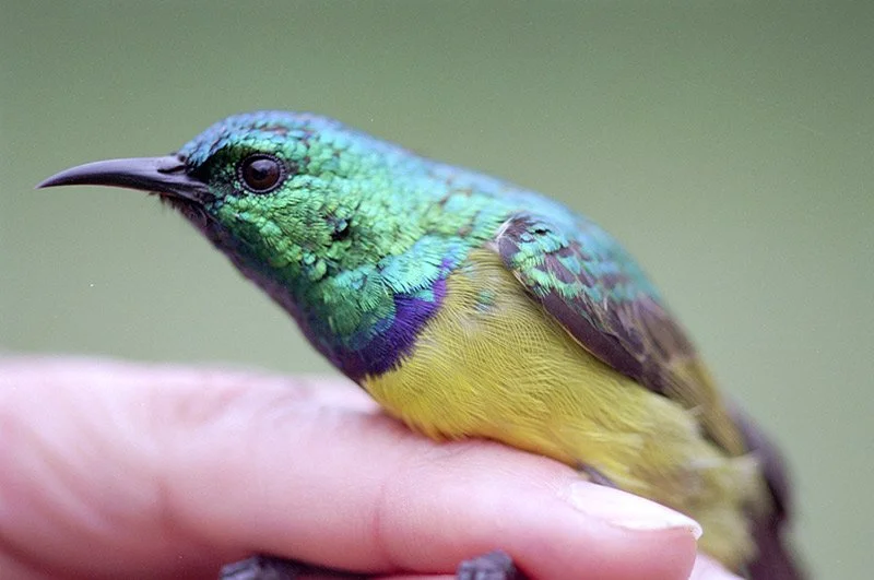 collaredsunbird.jpg