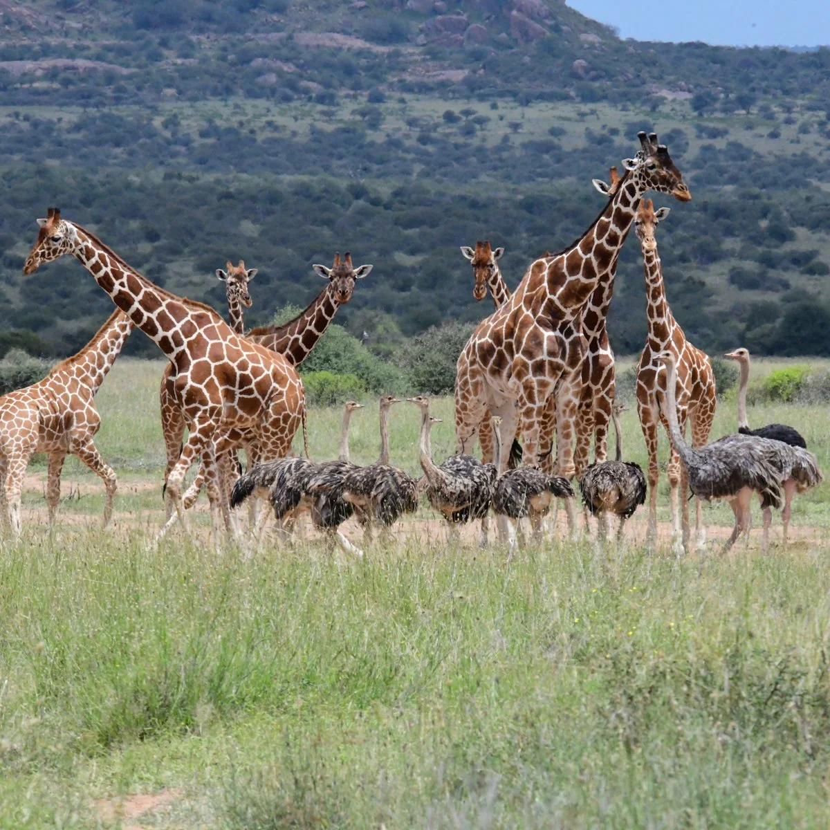 Karisia_Wildlife-74.jpg