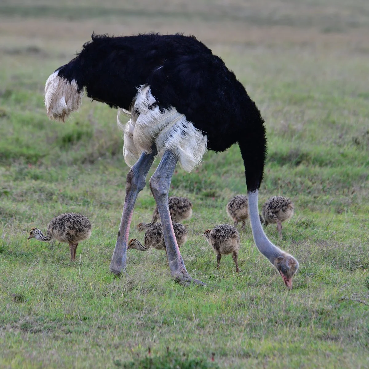 somaliostrich-21.jpg