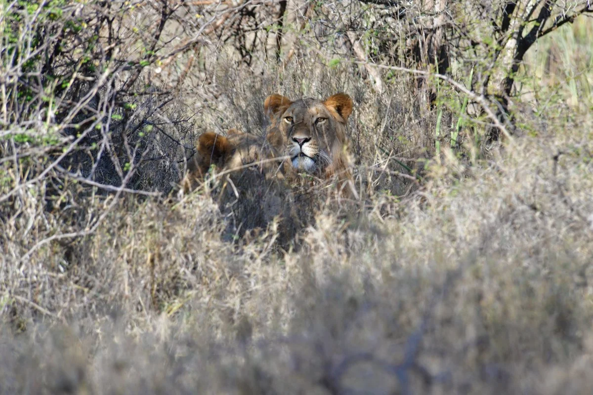 lionwalking-1.jpg