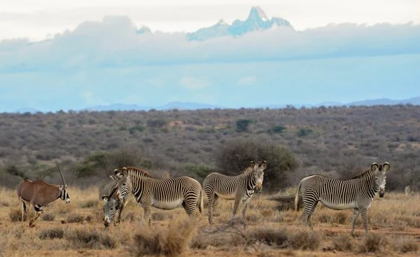 tumarenwildlife.jpg