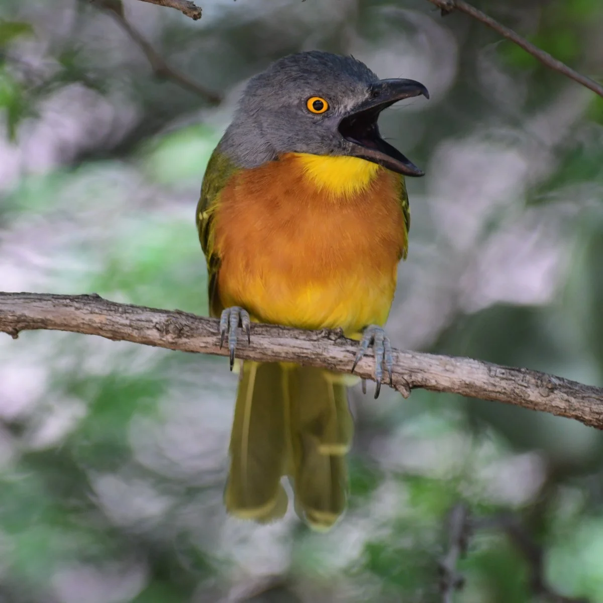 grayheadedbushshrike-12.jpg