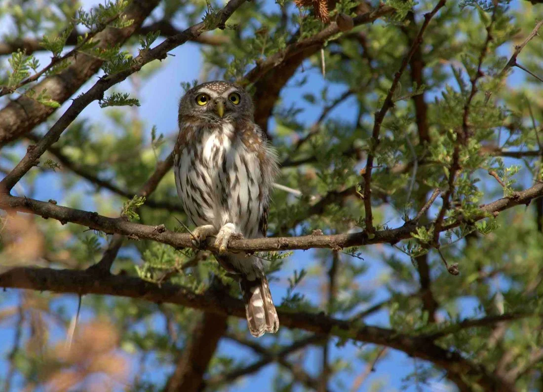 pearlspottedowlet.jpg