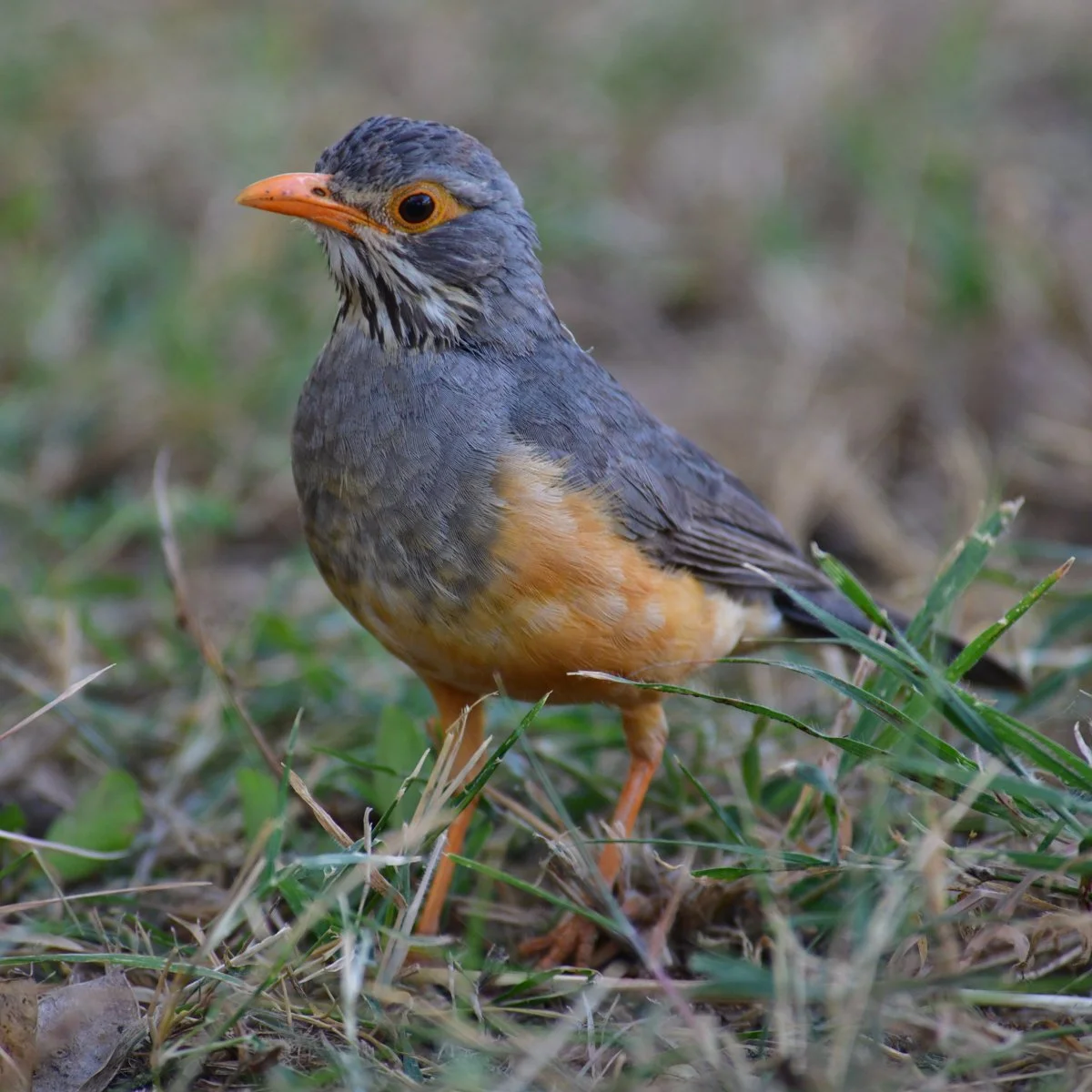 turdus-1.jpg