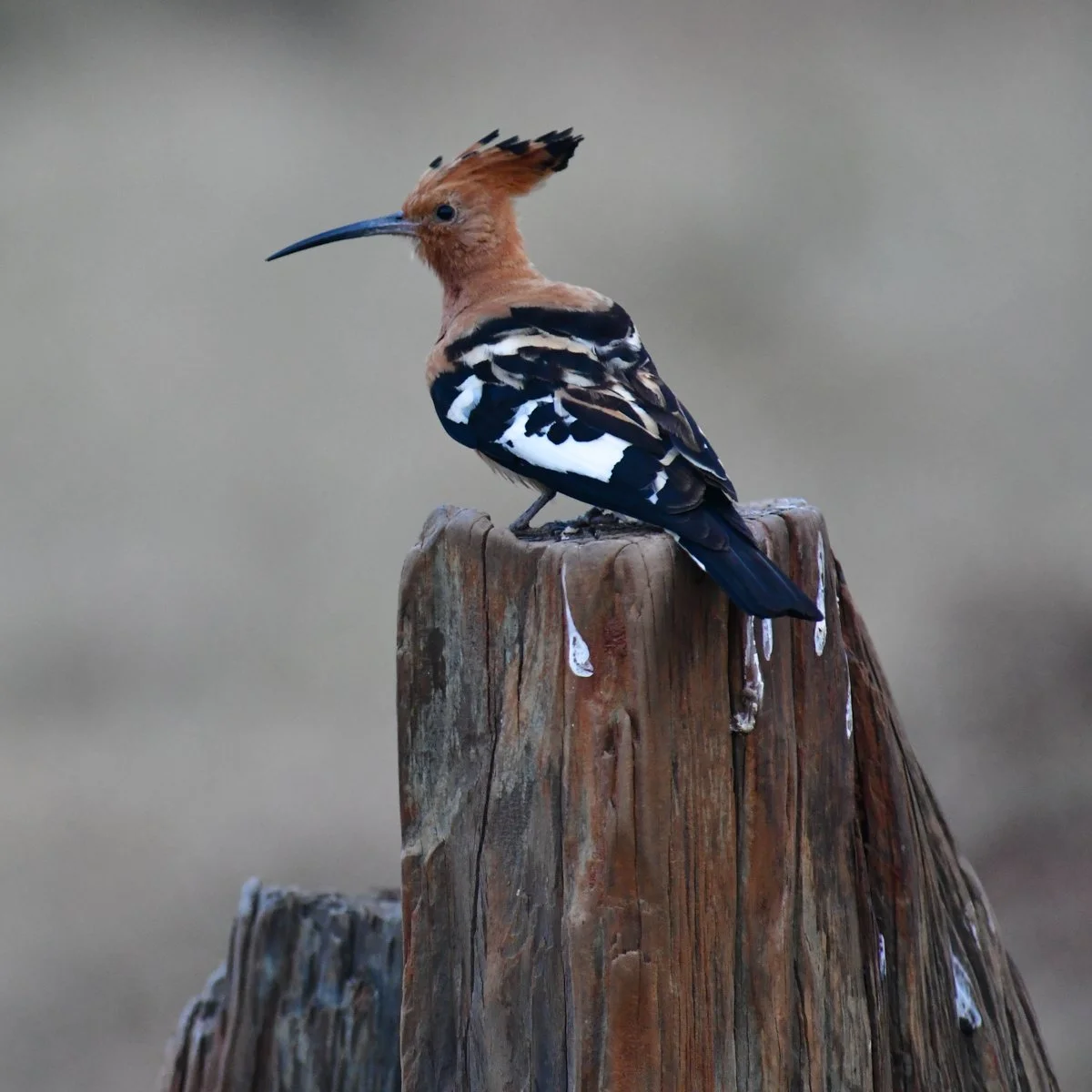 hoopoe-1.jpg
