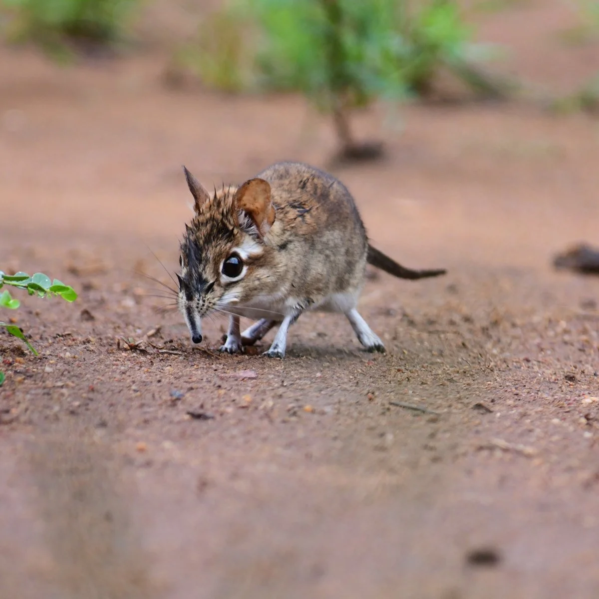 elephantshrew-11.jpg