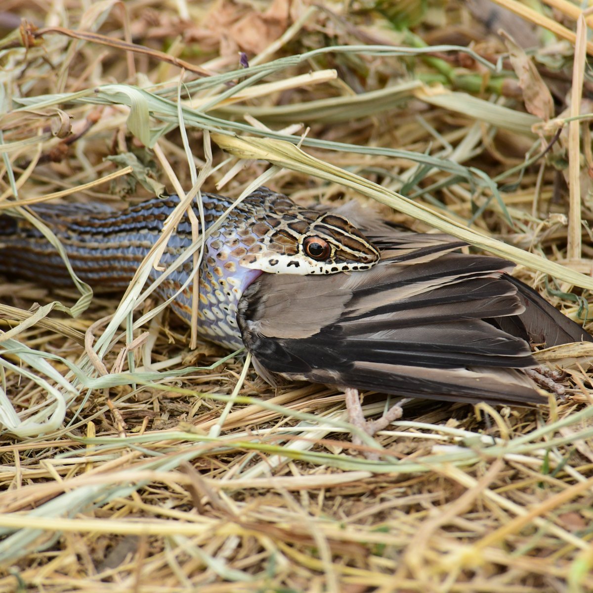 Karisia_Wildlife-88.jpg