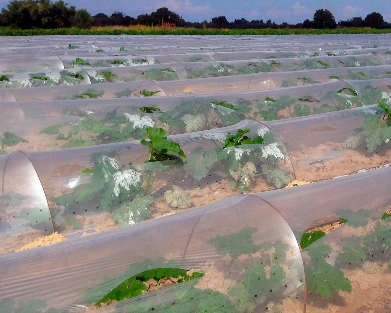 Rows of young plants growing in a field covered with transparent plastic tunnels, with a background of trees and a cloudy sky.