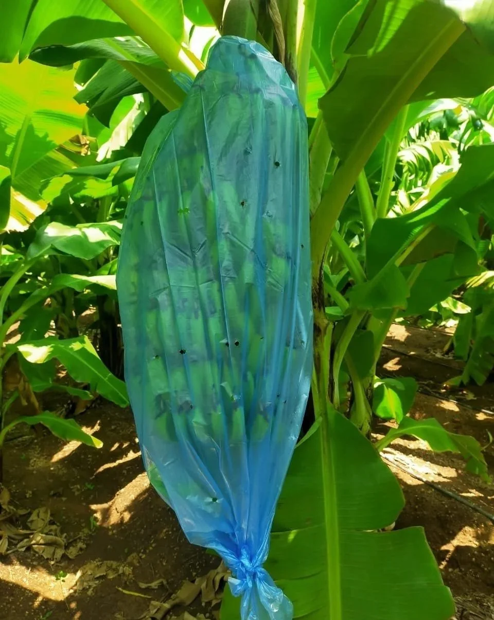 A blue plastic bag tied to a plant in a green cornfield.