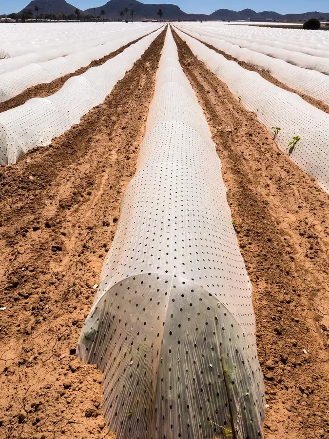 Rows of strawberry plants covered with white plastic mulch in a farm field with mountains in the background.