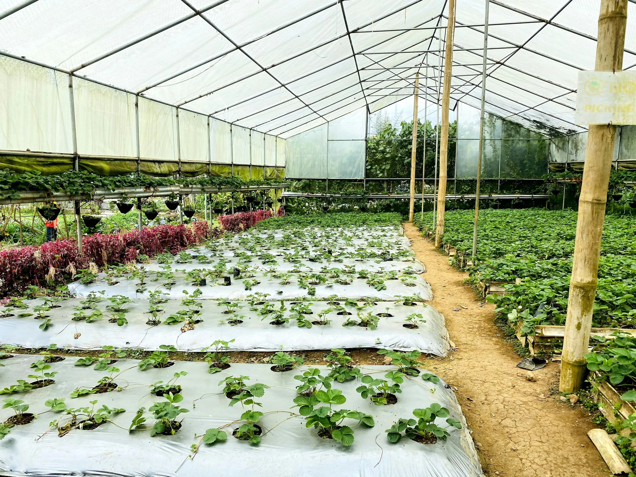 Inside a greenhouse with rows of strawberry plants growing in the soil, and some red and green leafy plants in hanging pots on the left side. A narrow dirt path runs through the middle.