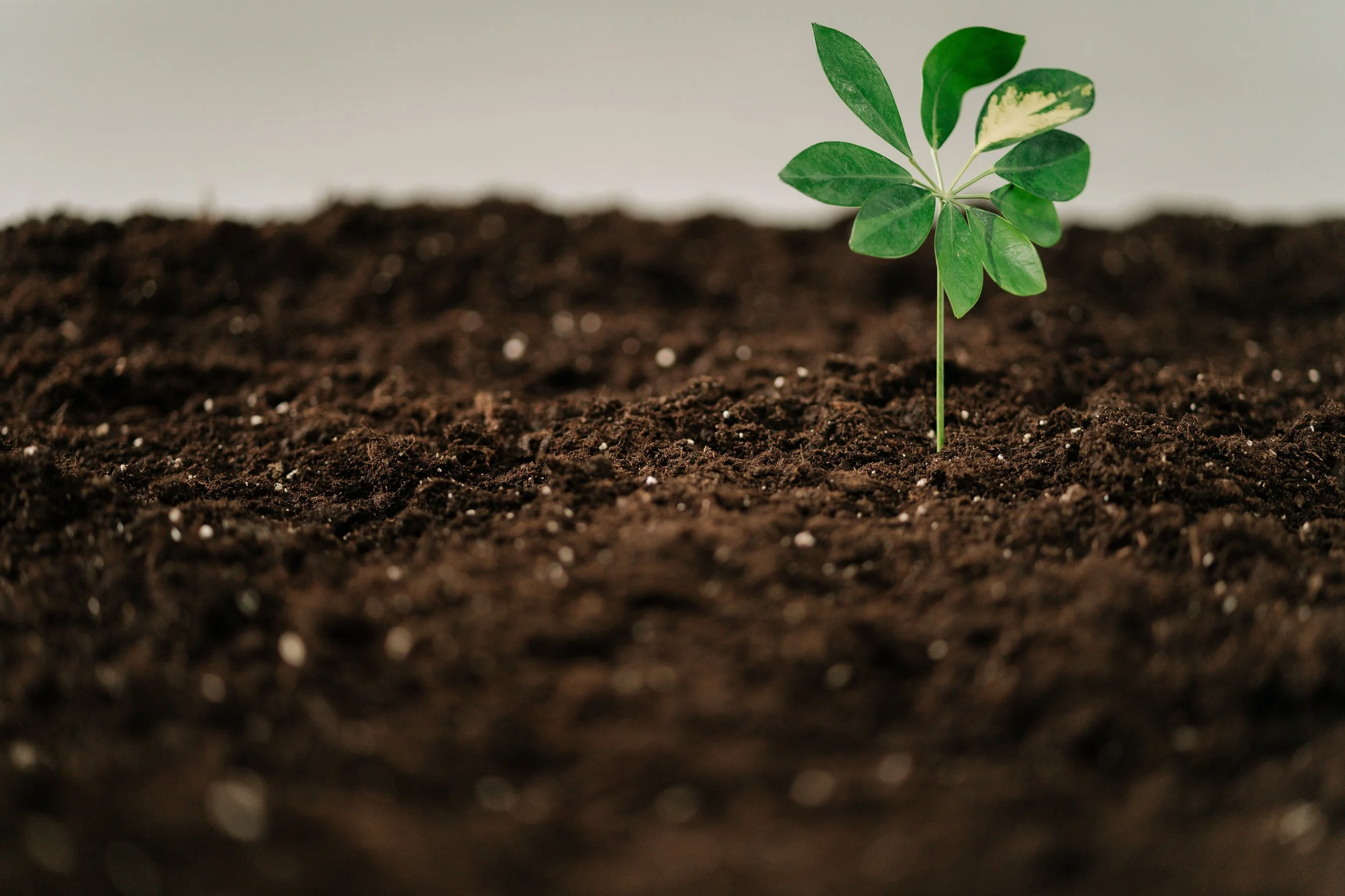 Joven planta con hojas verdes creciendo en tierra fértil.