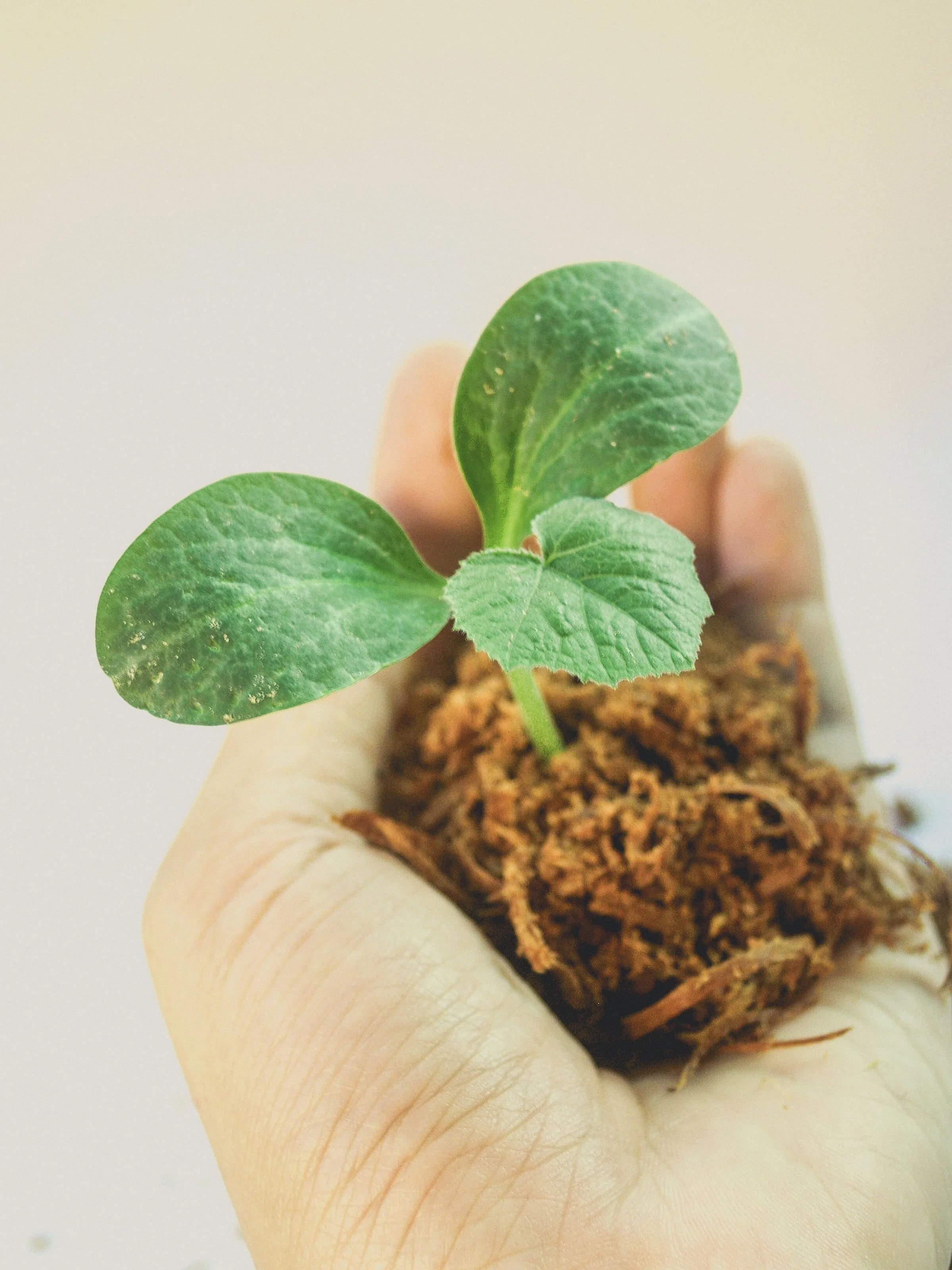 Una mano sostiene una pequeña planta con hojas verdes en tierra.