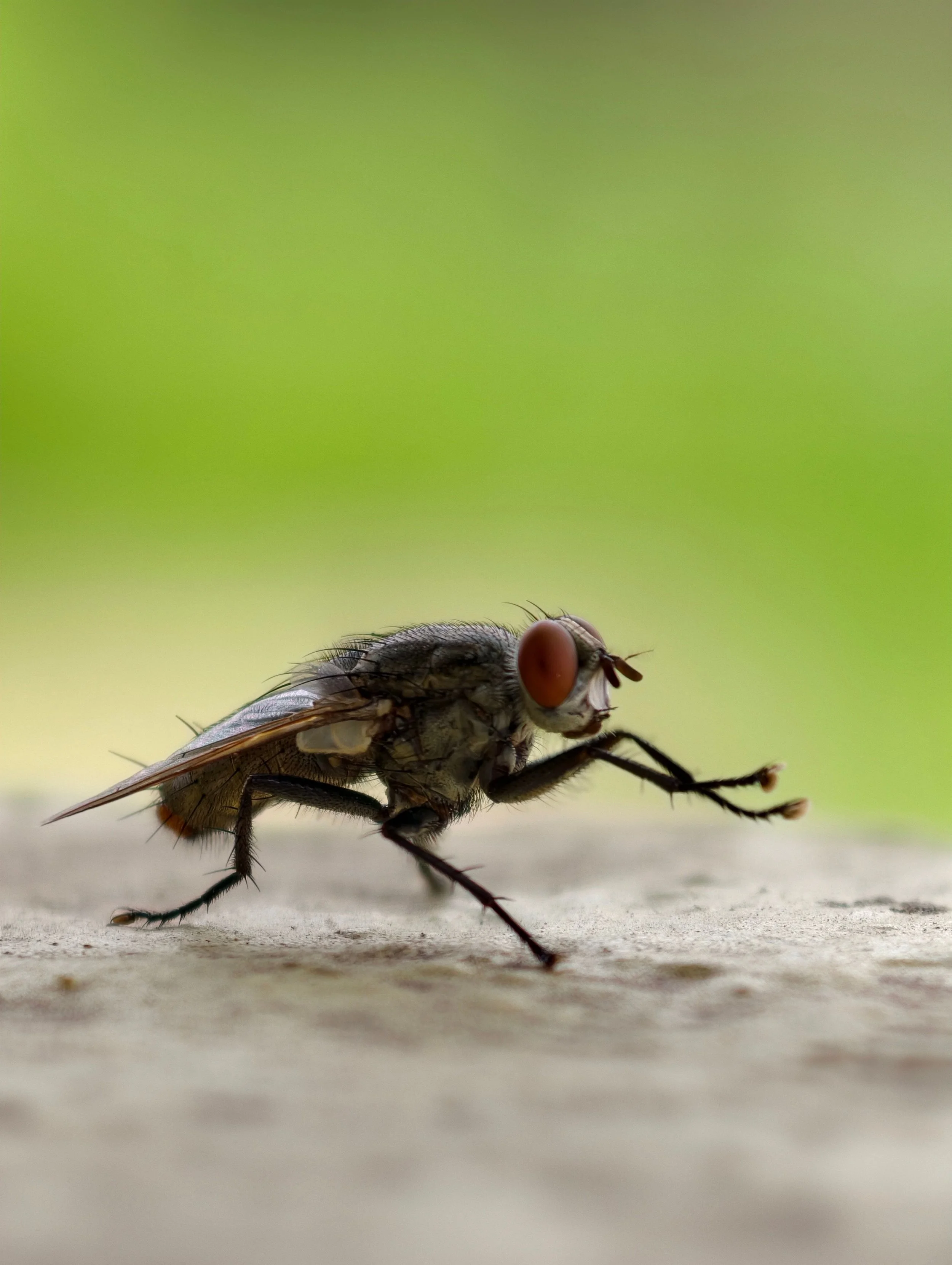 Primer plano de una mosca posada en una superficie gris con fondo verde difuso.