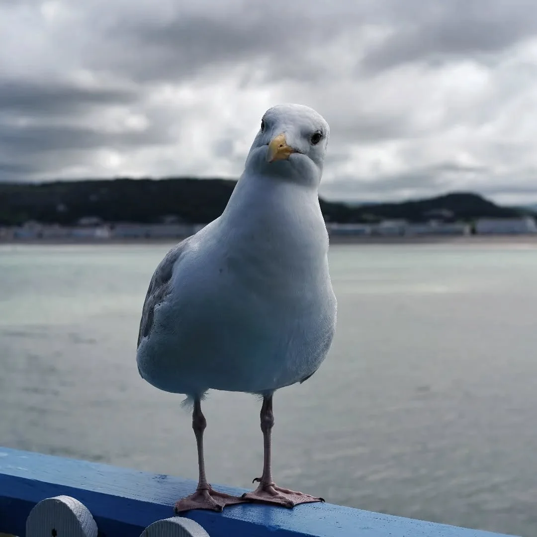 #unitedkingdom #wales #seagull
