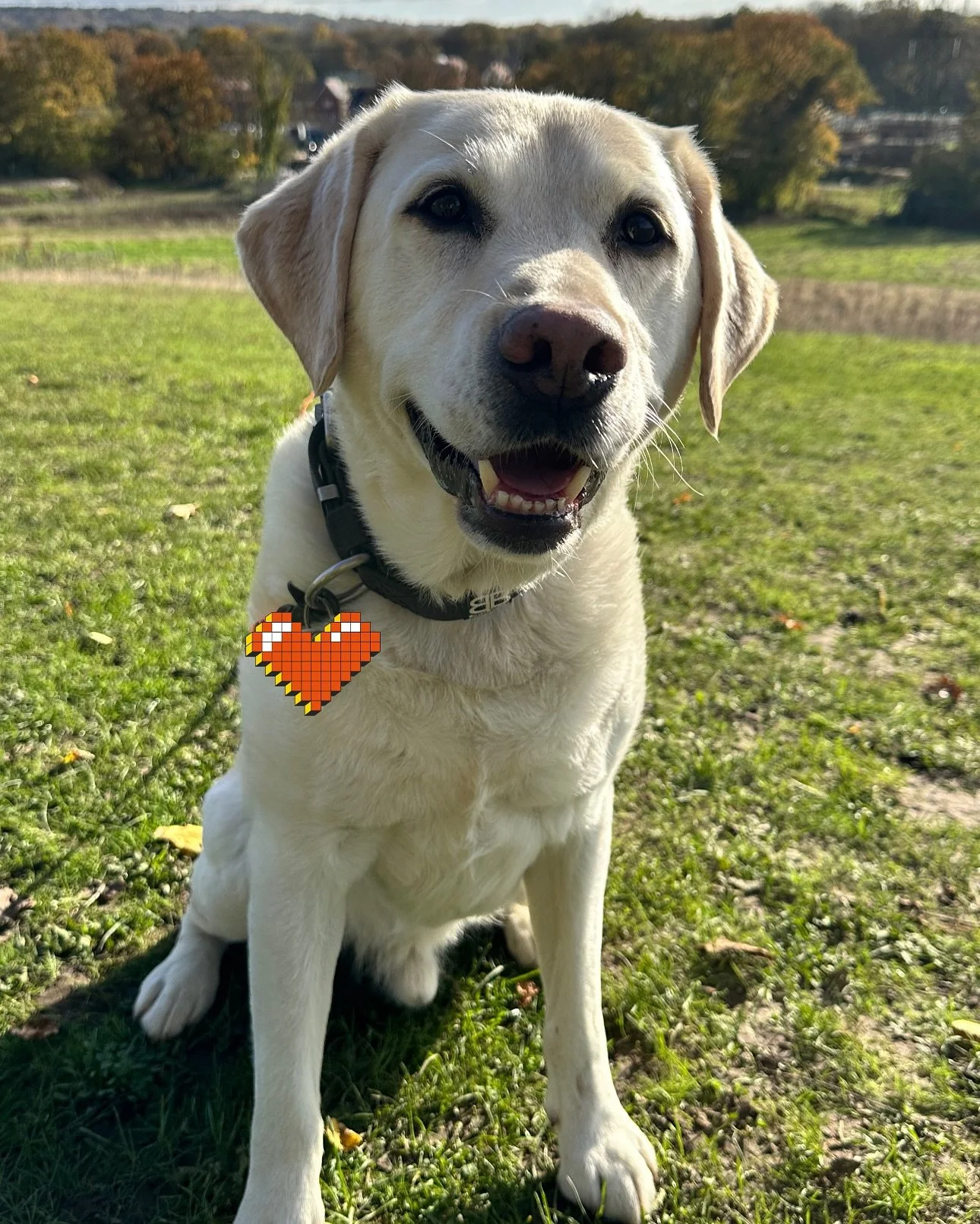 Loved gettjng to know Wilbur this week and he brought the sunshine with him 🥰
