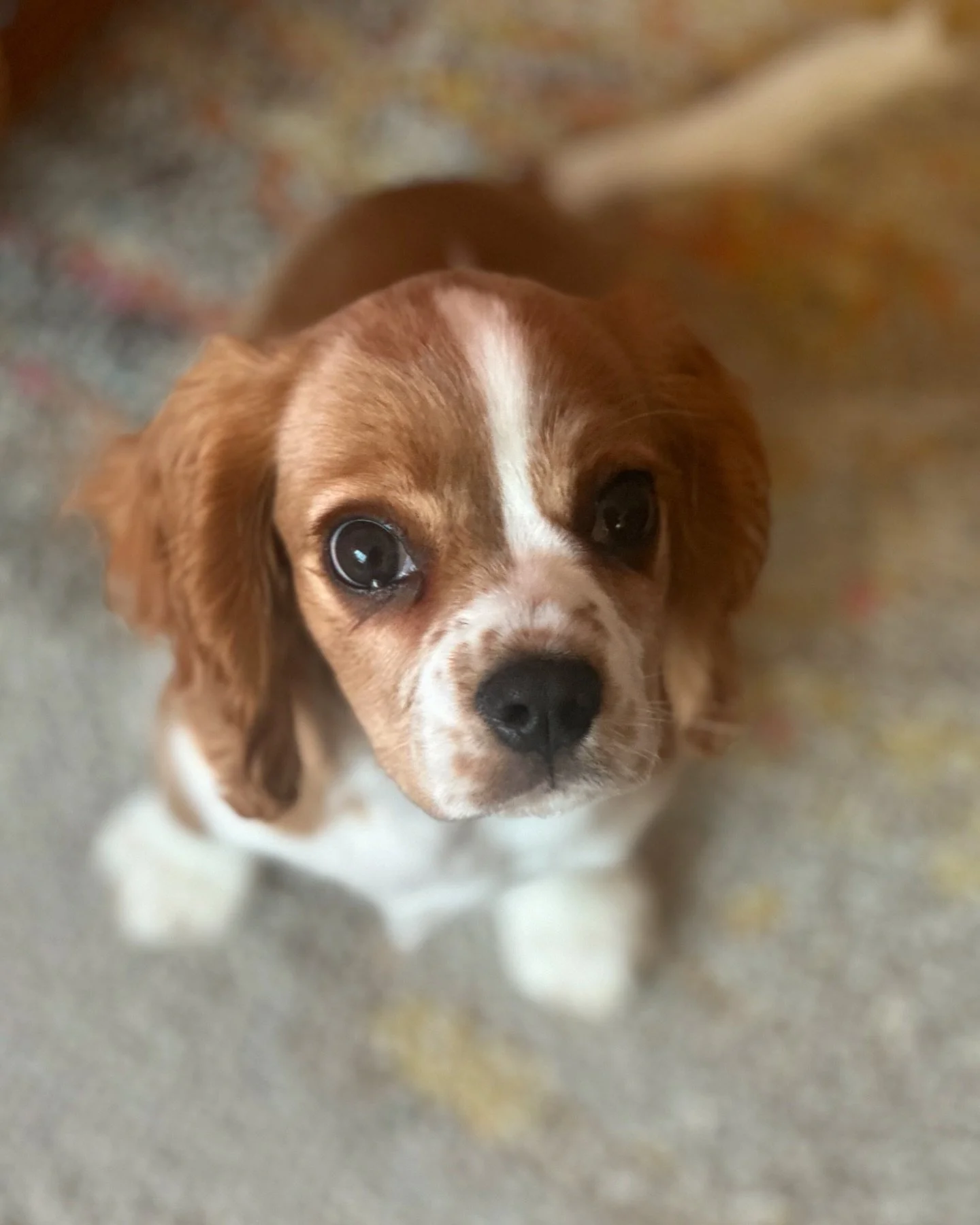 Getting to spend time with this precious girl 🩷 Penny 🩷