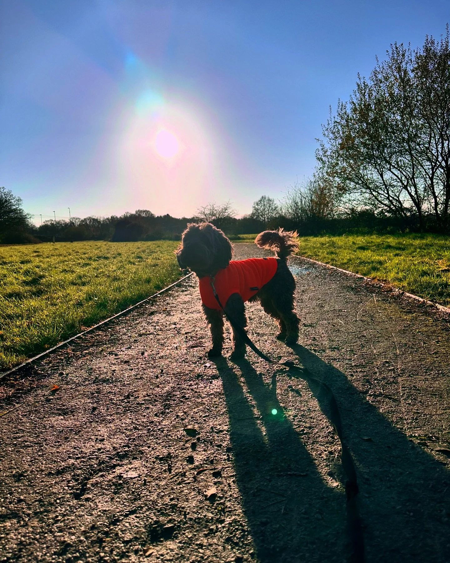Thankful for this beautiful crisp day 😻 #dogwalkersdream