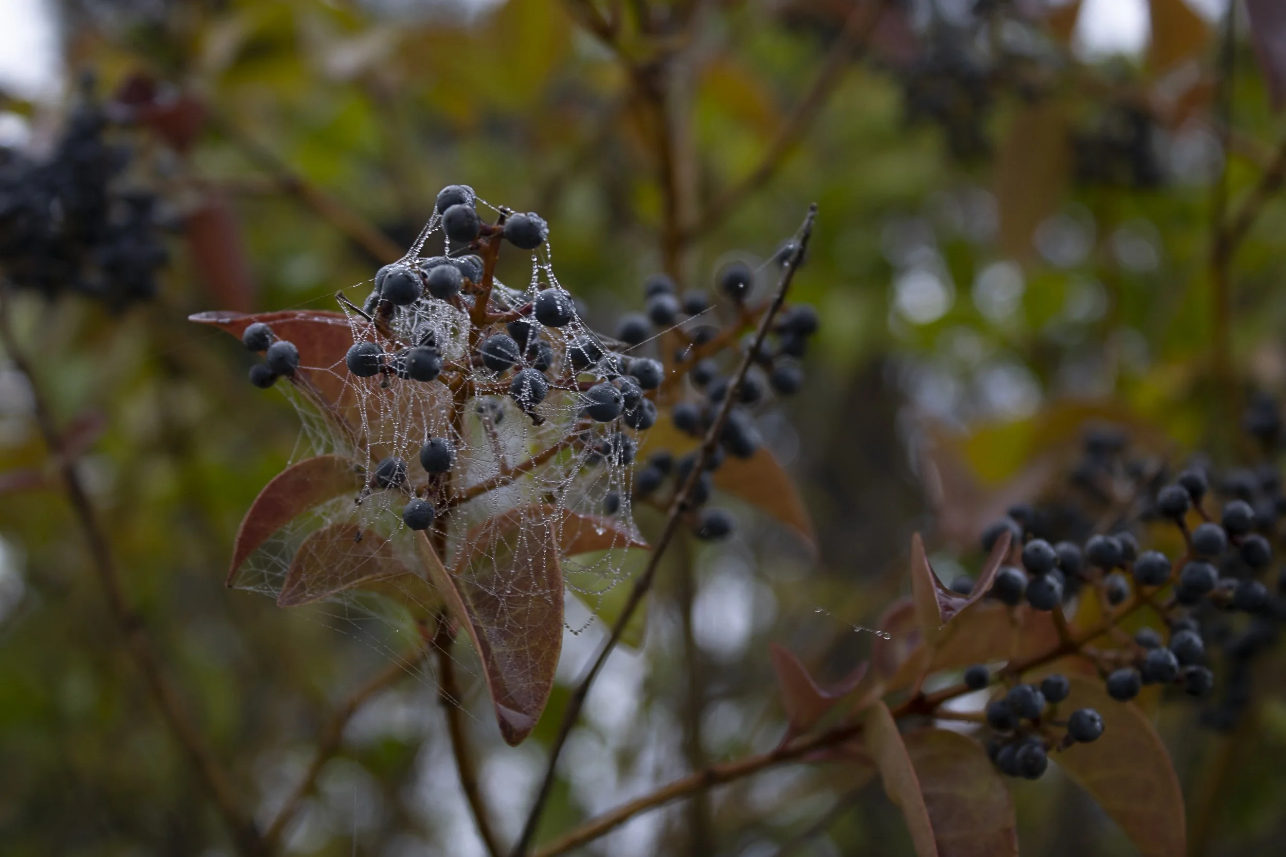 Spiderwebs and Berries; Passion Project.