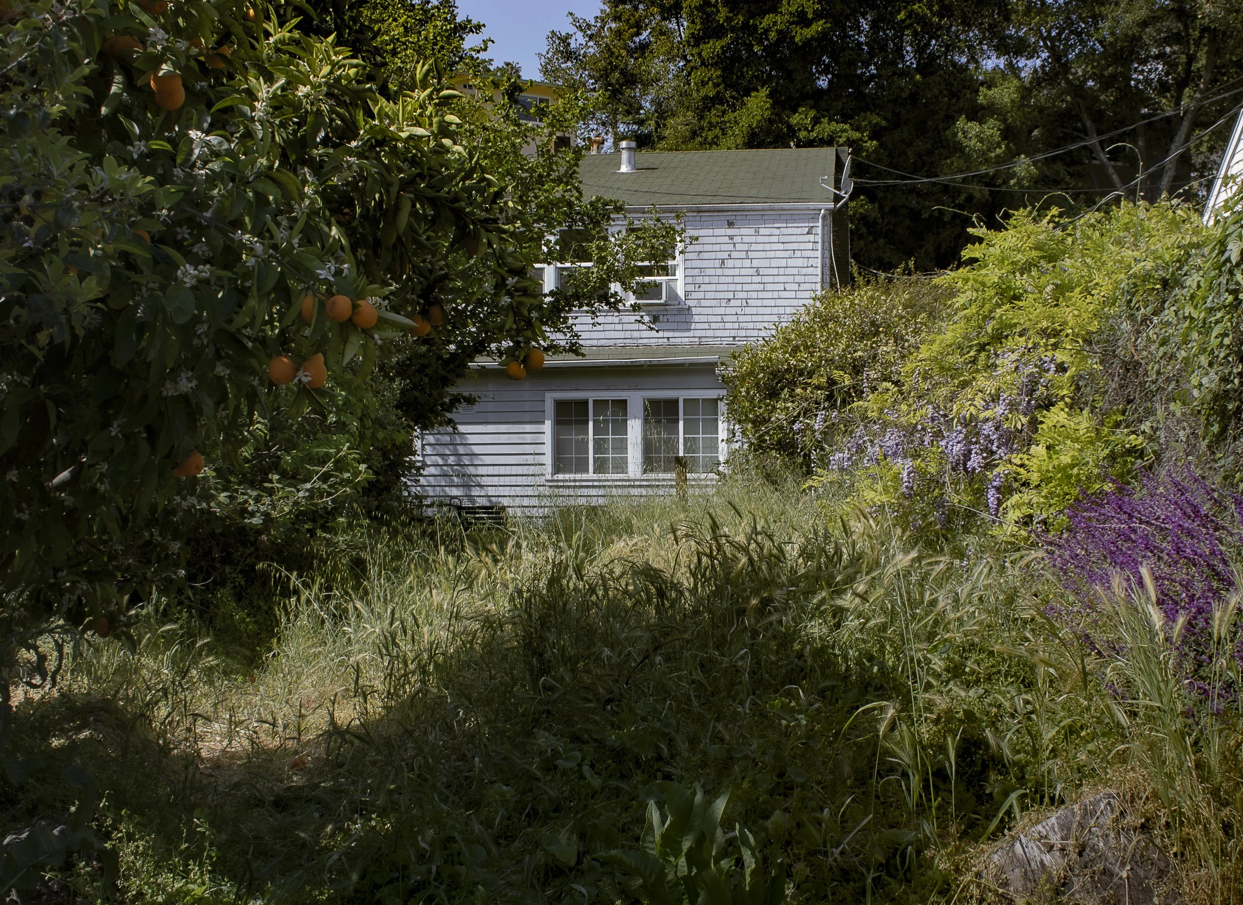 Overgrown was a photo project that was published in Forum Magazine in 2022. 