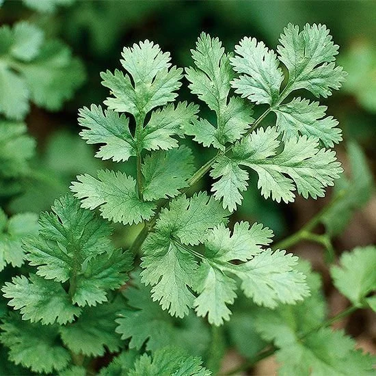 BENEFICIOS DEL CILANTRO