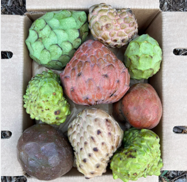 BENEFICIOS DE LA ANNONA O CHIRIMOYA