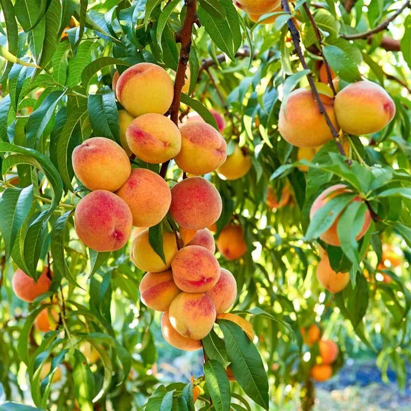 BENEFICIOS DE SALUD DEL DURAZNO O MELOCOTÓN