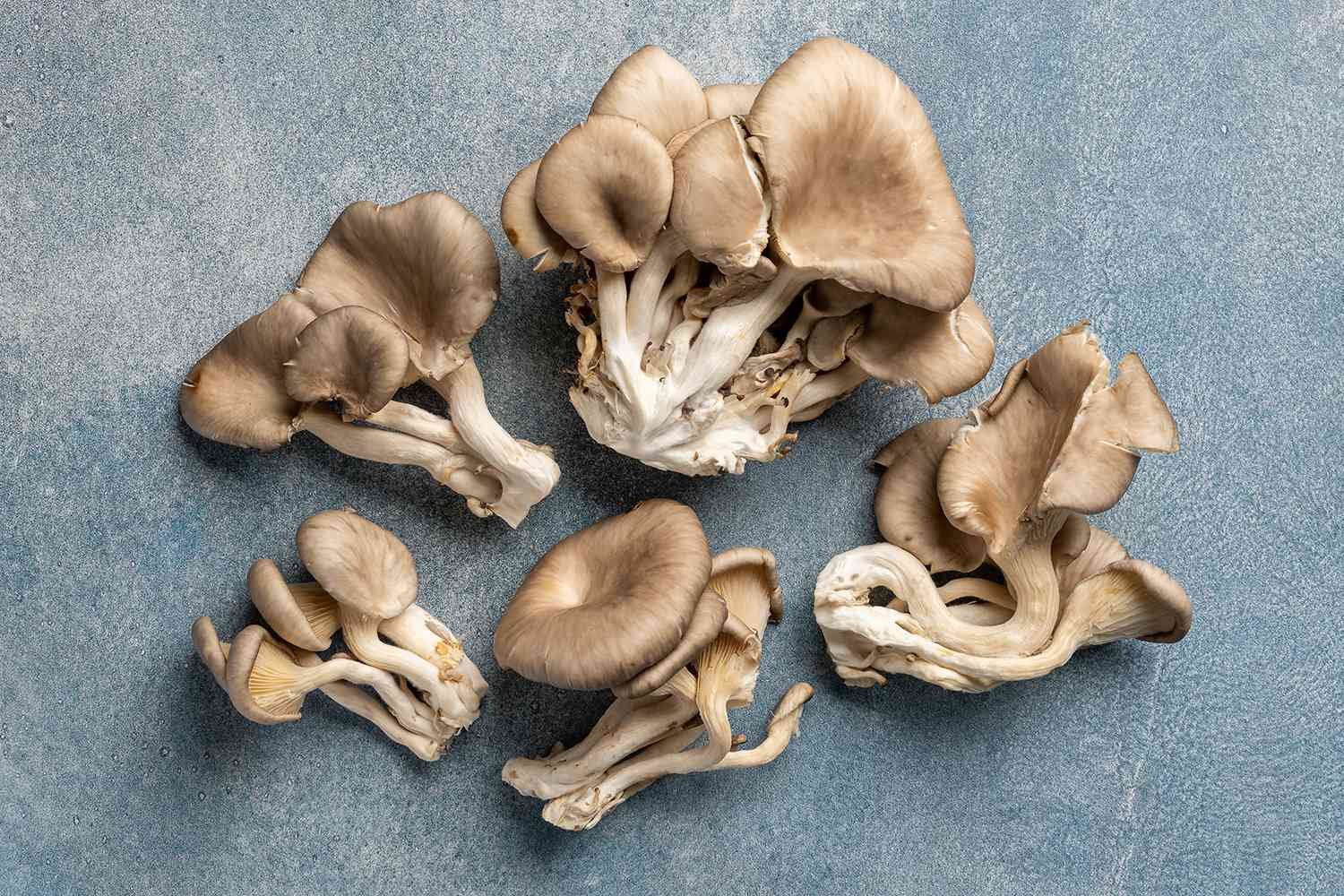 hongos ostra1.jpg