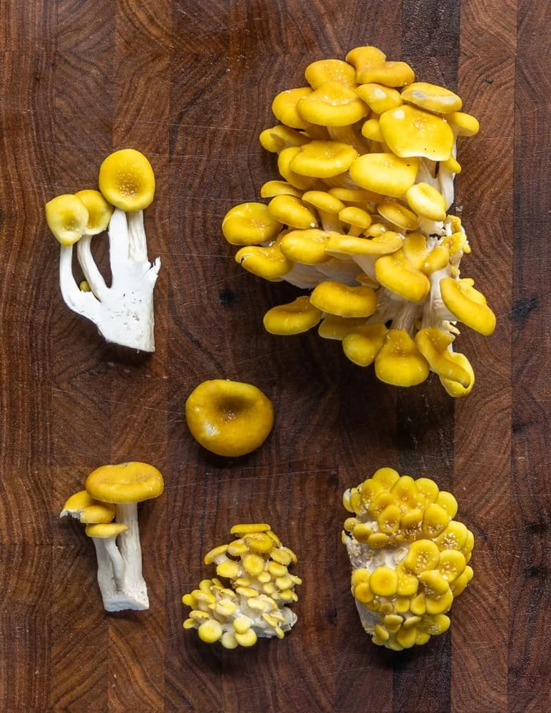 hongos ostra3.jpg