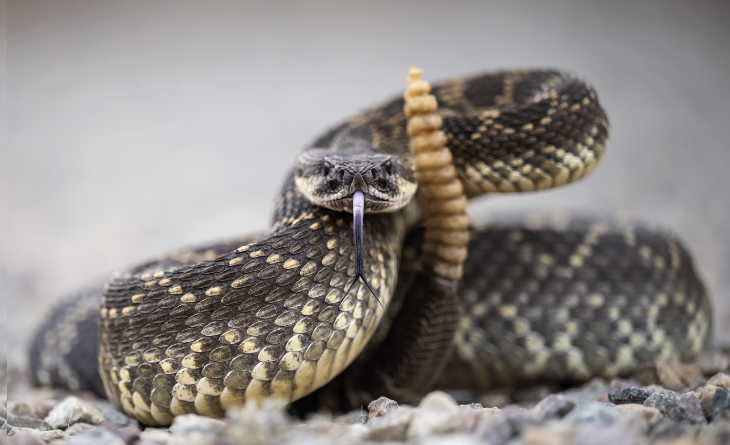 Micro-learning: Snake Bites