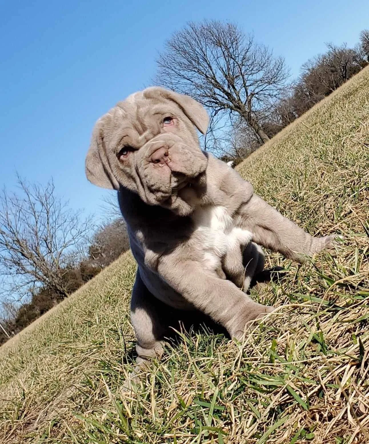 Nurturing Your Neapolitan Mastiff Puppy