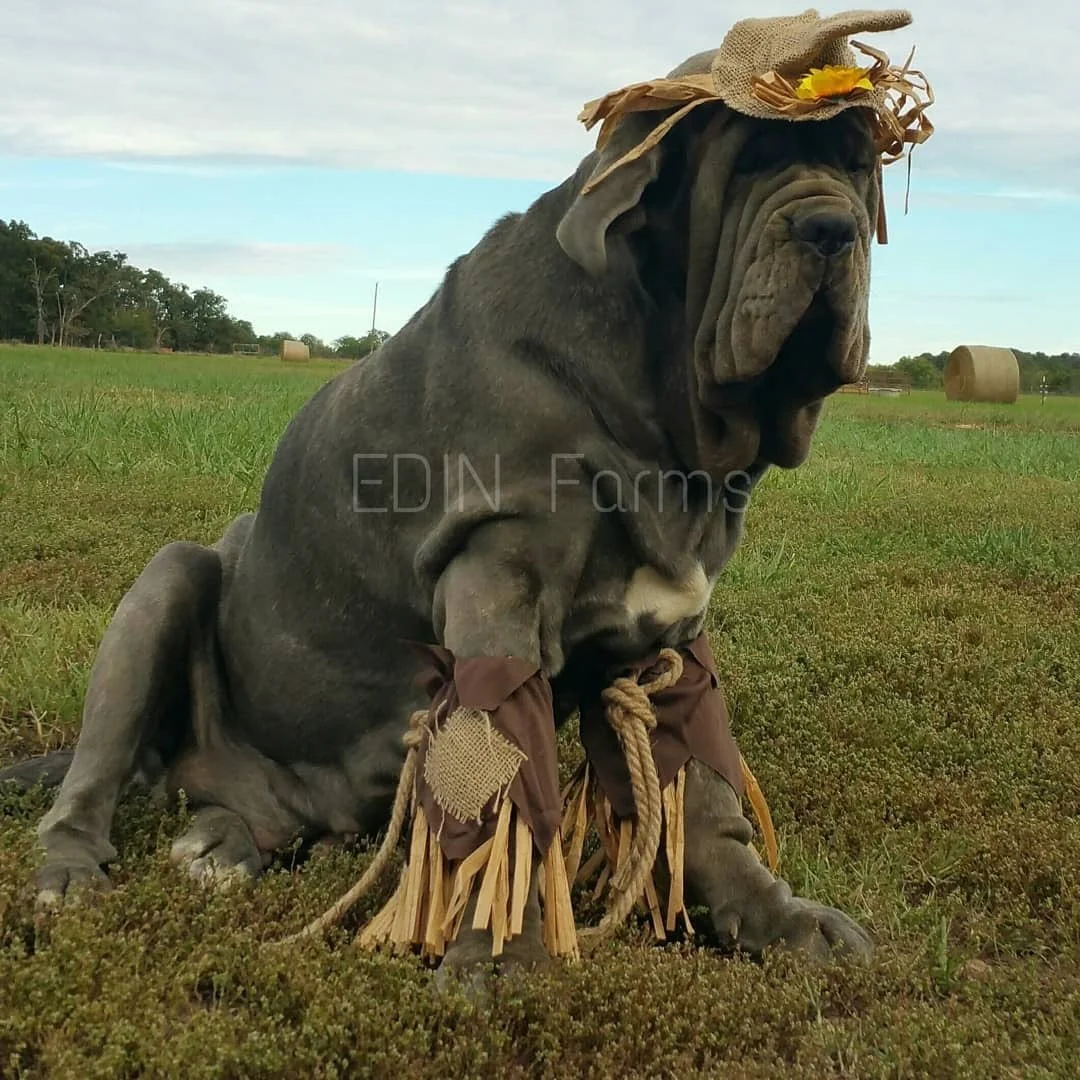 Large blue AKC Neapolitan Mastiff puppy raised by EDIN Farms Neapolitan Mastiffs experienced breeder
