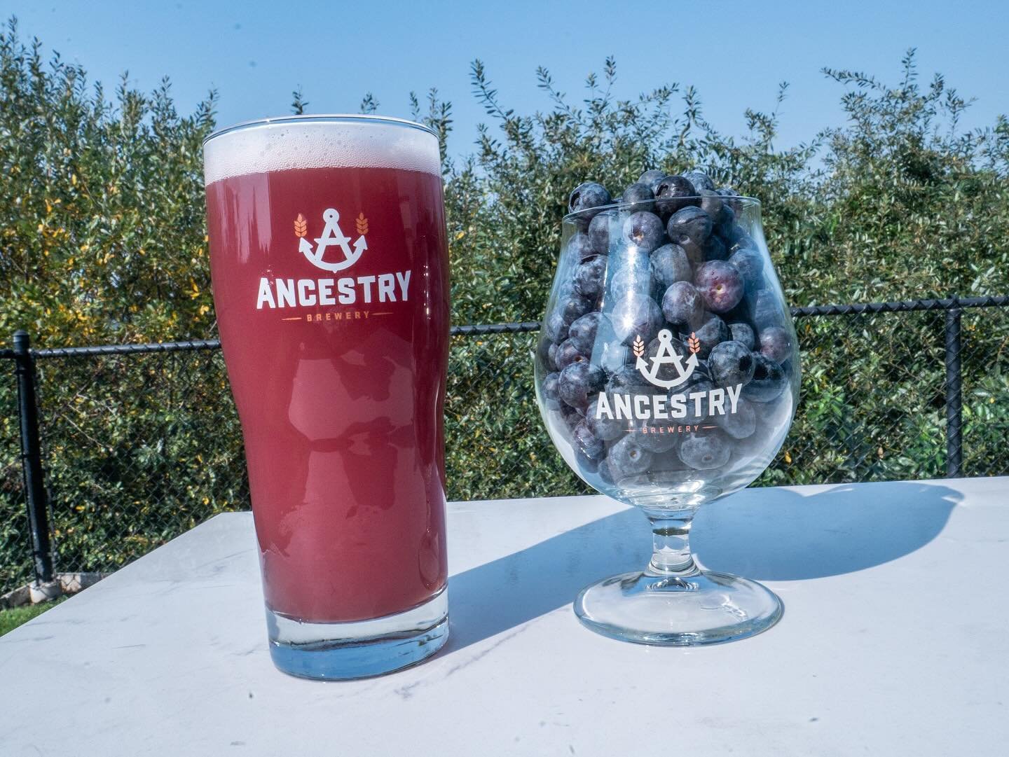 Blueberry Wheat is back on tap!!! Jam packed with blueberry puree from Oregon Fruit Products, you&rsquo;ll get jammy fruit character on top of our American Wheat soft base.  #pdx #pdxcraftbeer #portlandcraftbeer #pdxfoodies #pdxfoodie #portlandfoodie